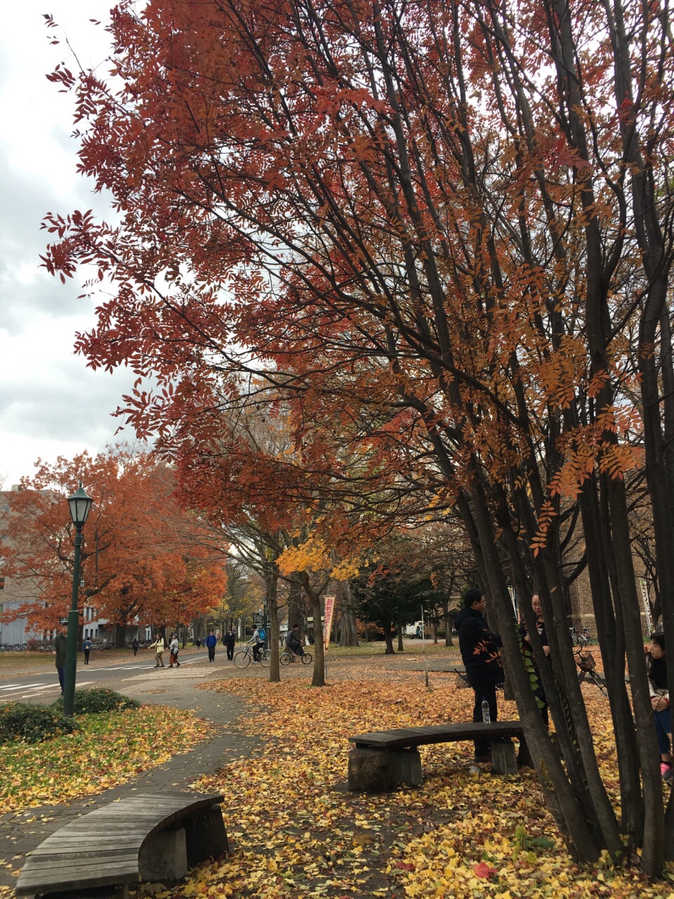 北海道大学植物园图片