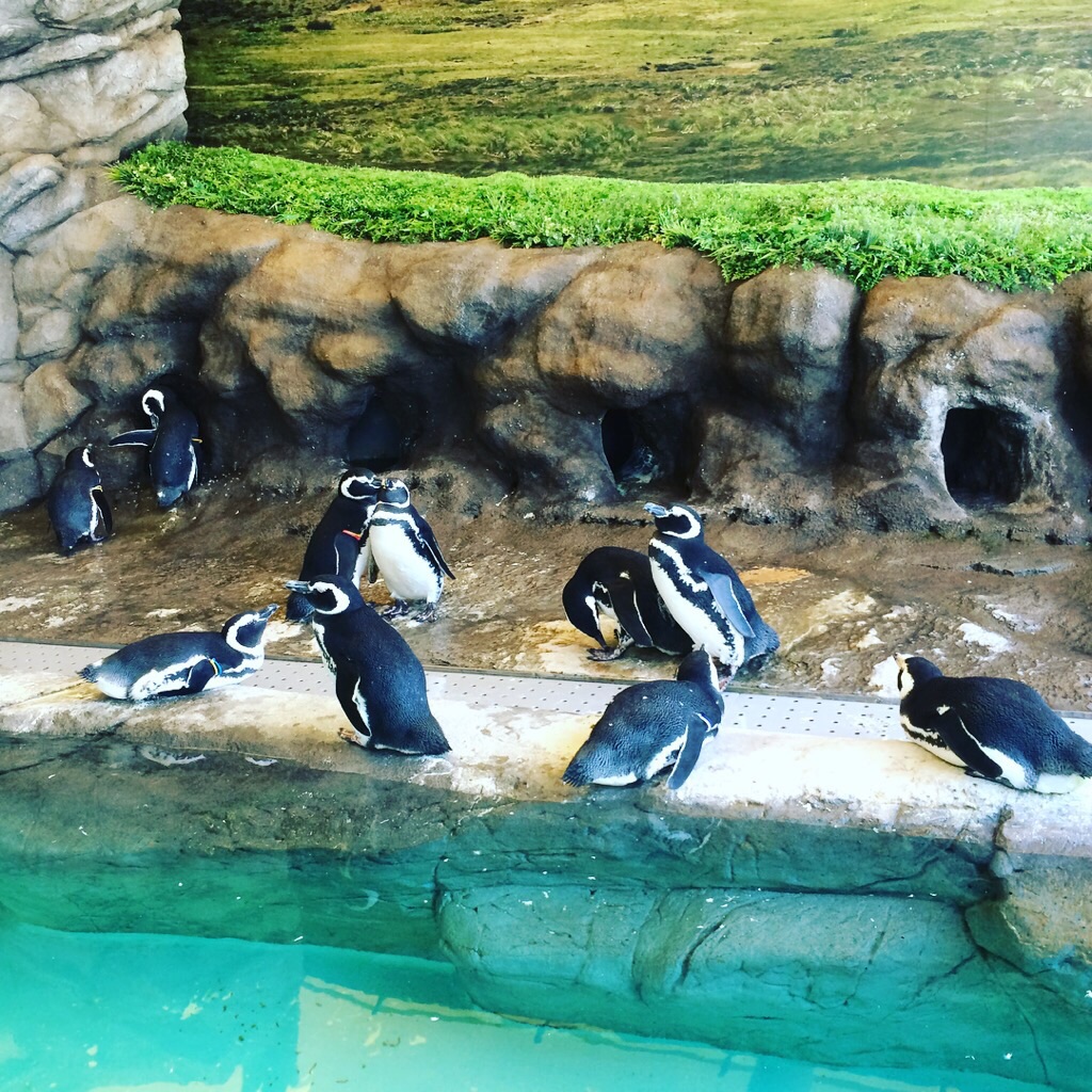 品川水族馆shinagawa aquarium