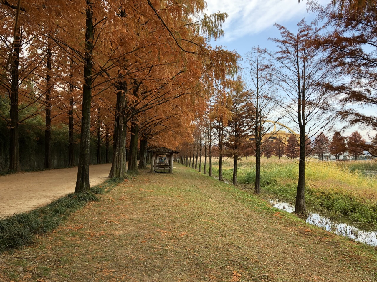 全罗南道水杉林荫路好玩吗,全罗南道水杉林荫路景点怎么样_点评_评价