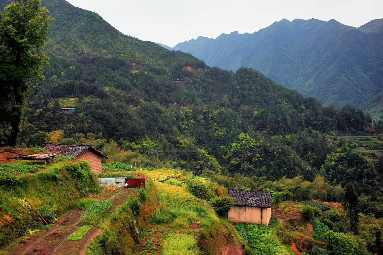 西坑村