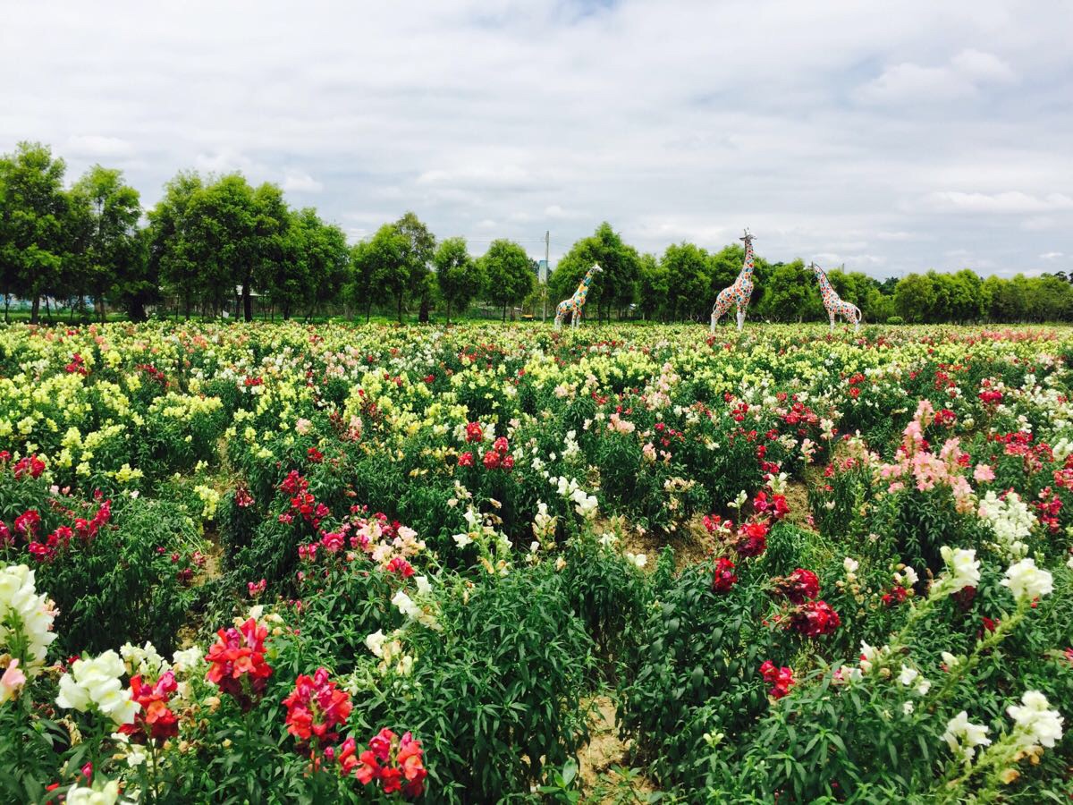 2019花都香草世界_旅游攻略_门票_地址_游记点评,花都旅游景点推荐