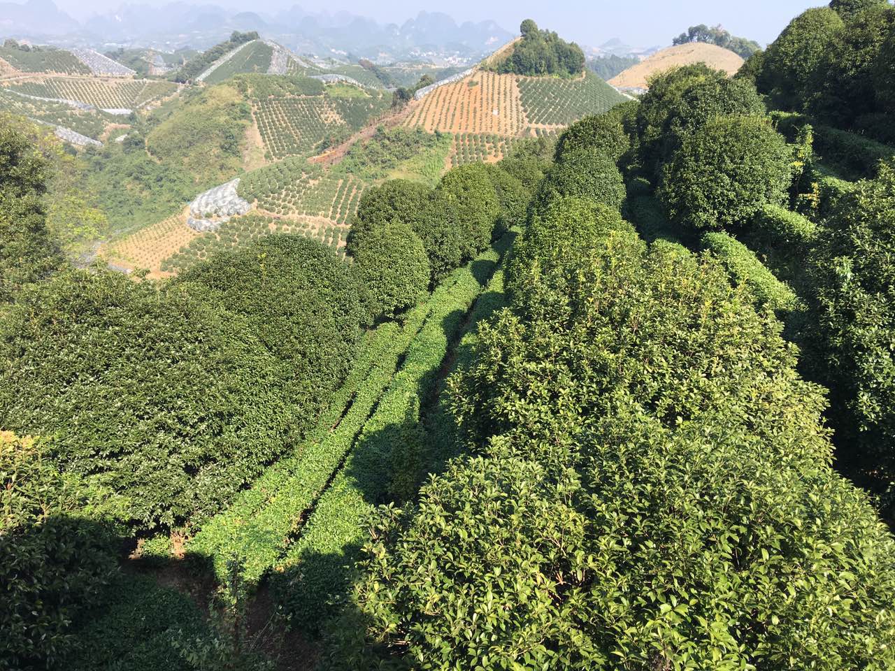 阳朔茶观园景区