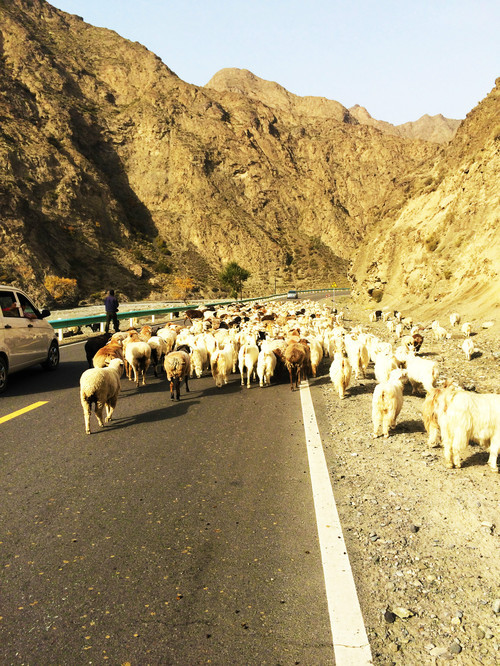 库车有多少人口_想去新疆旅游,怎么选择旅游线路(3)