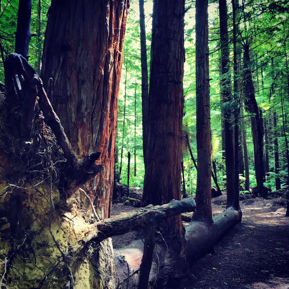 红木森林公园the redwoods whakarewarewa forest