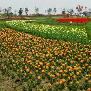 2019金卉莊園_旅遊攻略_門票_地址_遊記點評,孝感旅遊玩樂推薦 - 去