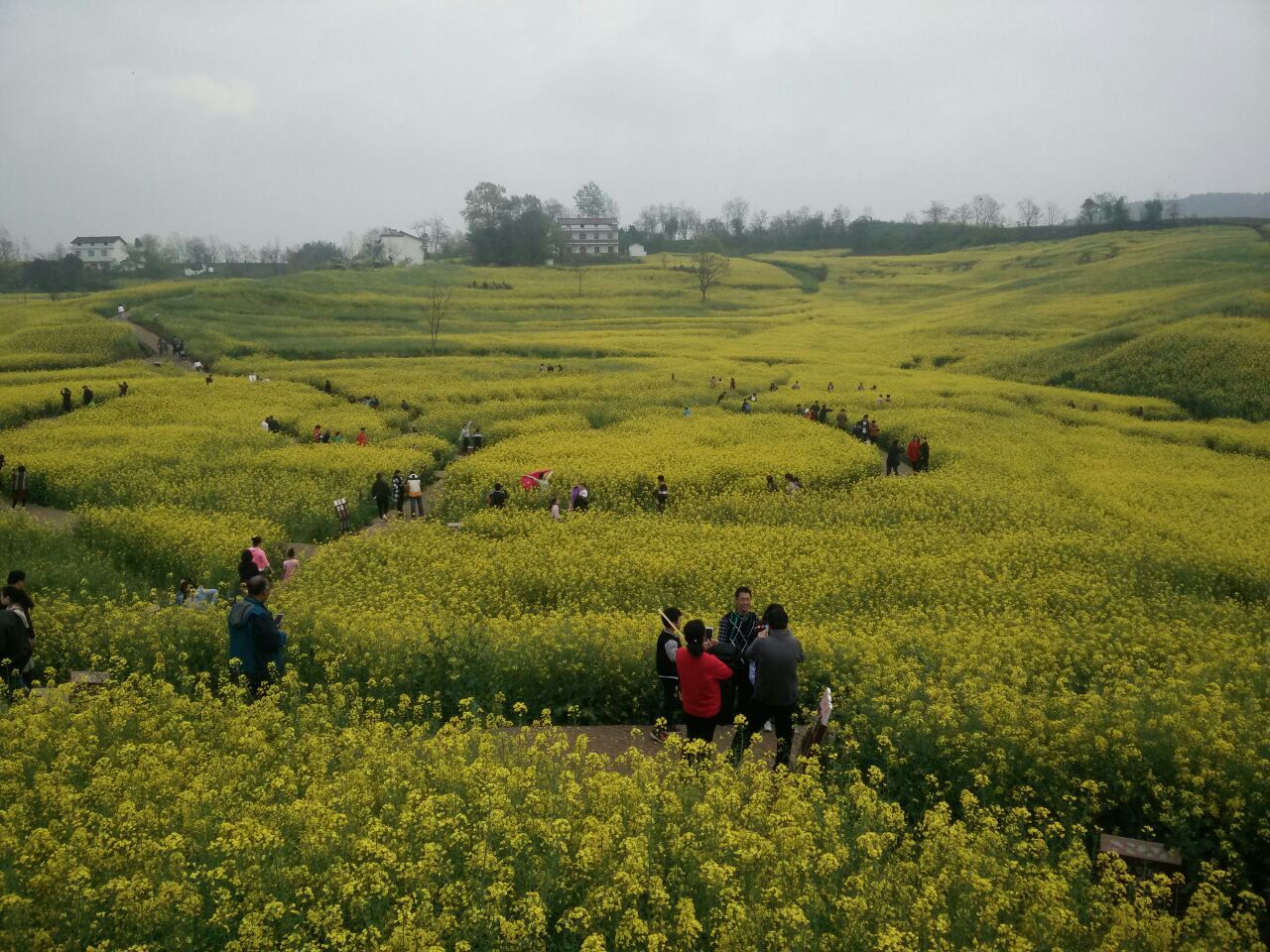 百萬畝油菜花田旅遊景點攻略圖