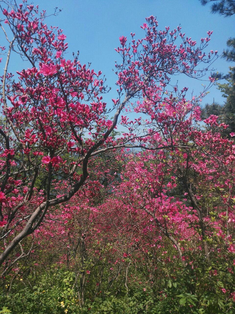 英山天马寨樱花图片