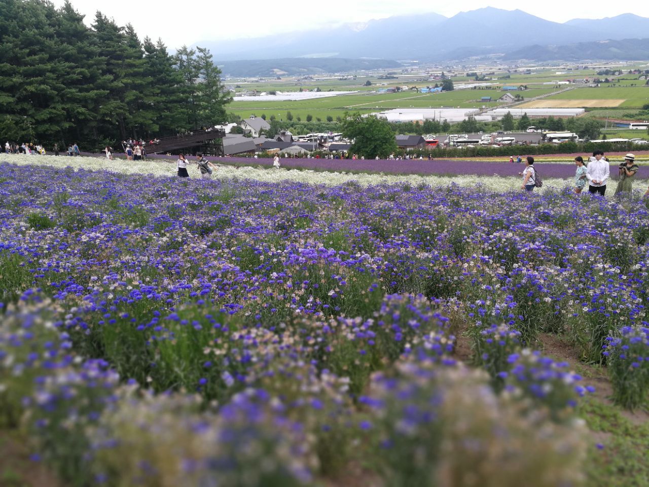 富良野