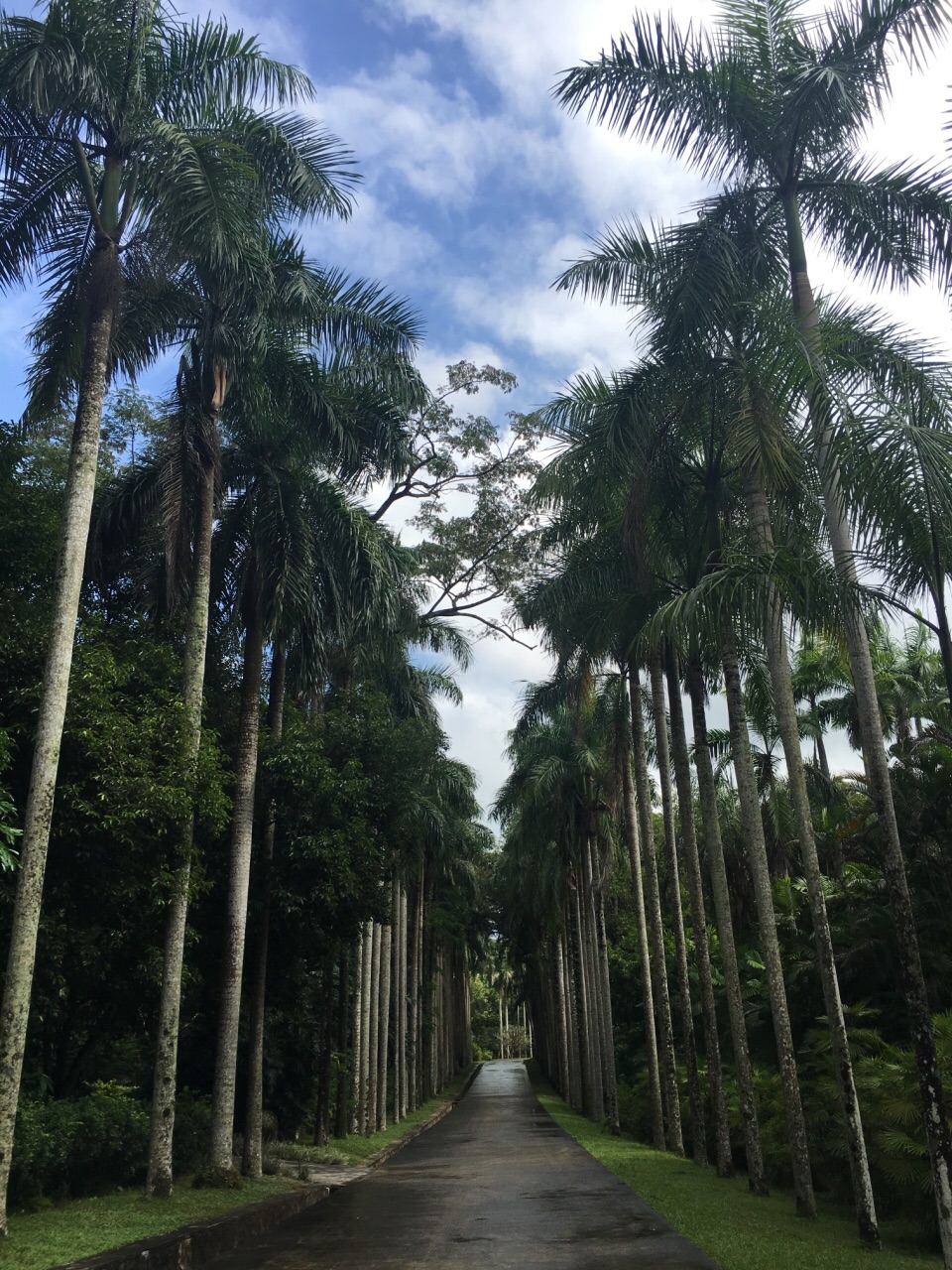 儋州热带植物园风景区图片