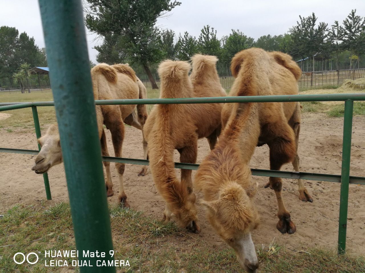 2021秦皇島野生動物園遊玩攻略,還可以吧,就是網上訂票得過.