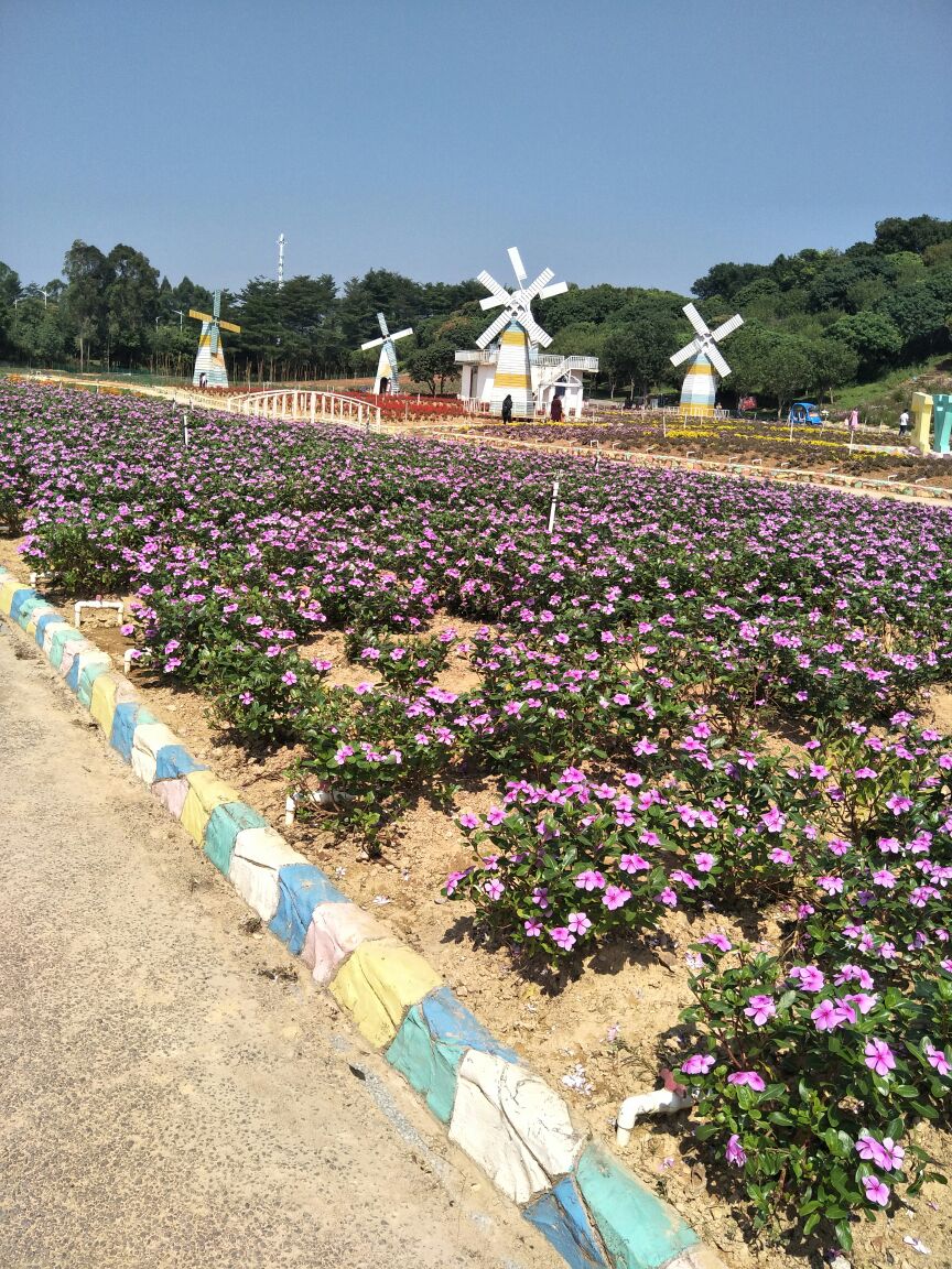 【攜程攻略】東莞夢幻百花洲好玩嗎,東莞夢幻百花洲景點怎麼樣_點評