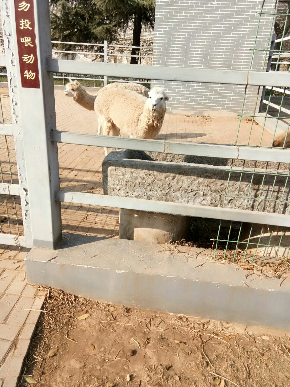 週末帶孩子玩,挺不錯的,汴京公園本身不收費,動物園另外收費的.