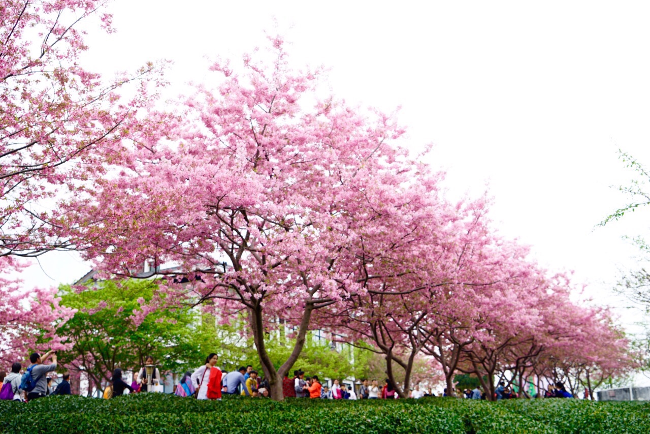 樱花盛开的永川，惊艳了世界！!!