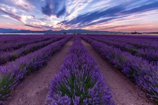 夏季 北海道的花海 携程氢气球
