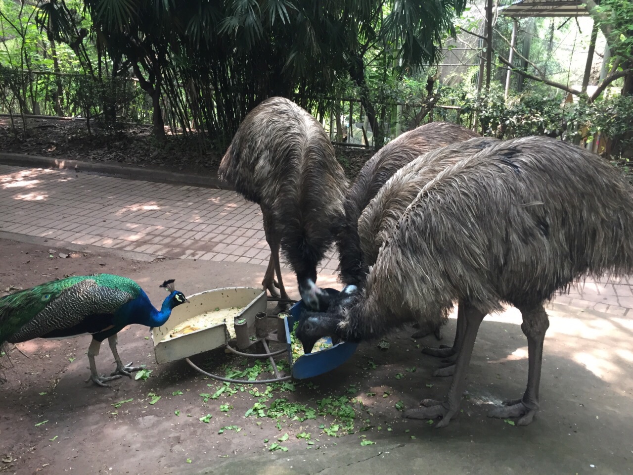 重慶動物園