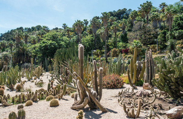 Barcelona Botanical Garden