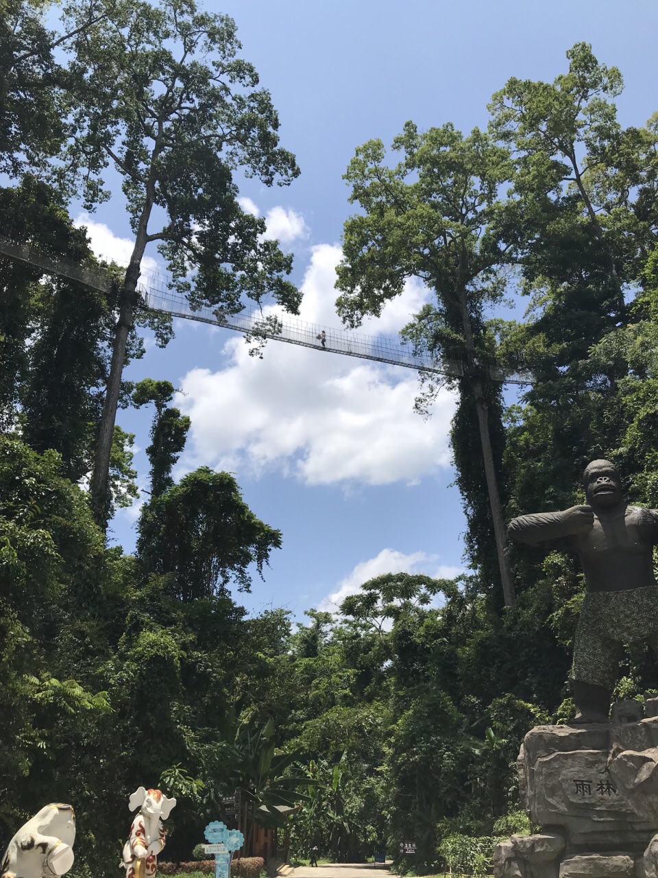 西双版纳热带雨林国家公园望天树景区