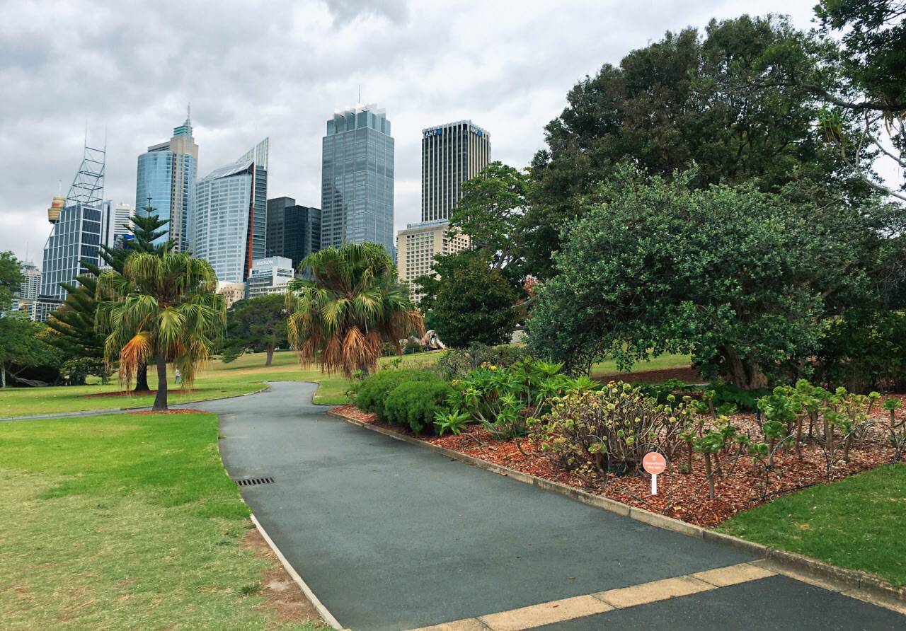 悉尼皇家植物园我的2020后花园……