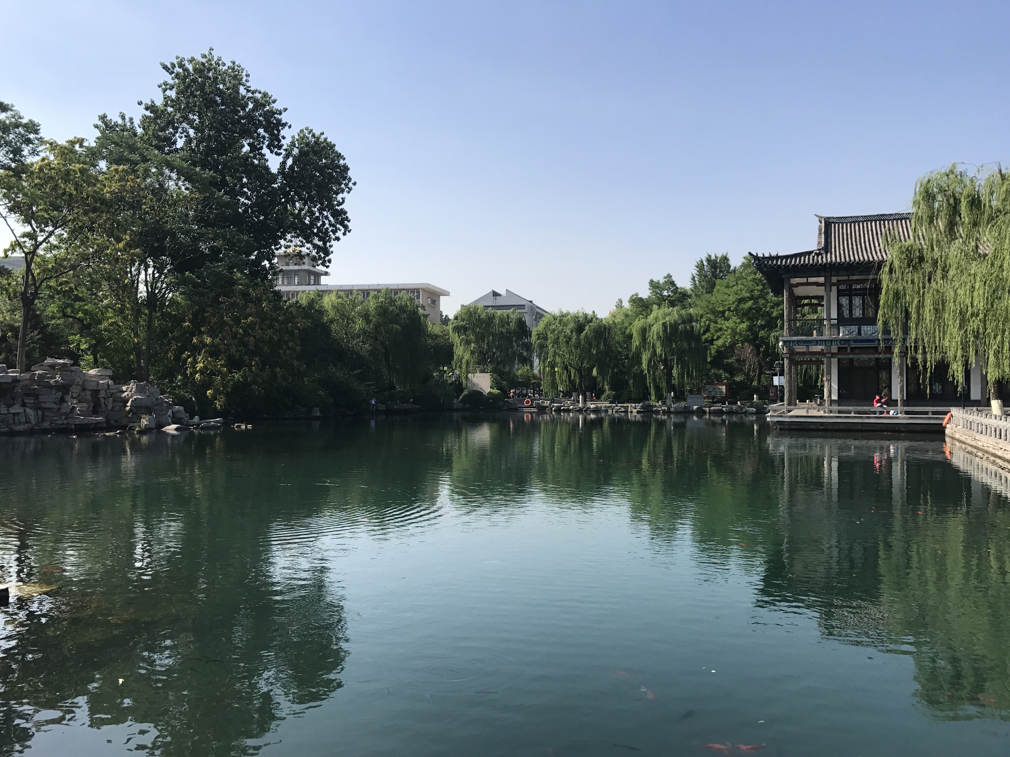 景區僅一街之隔,公園內的五龍潭與趵突泉,黑虎泉,珍珠泉並稱