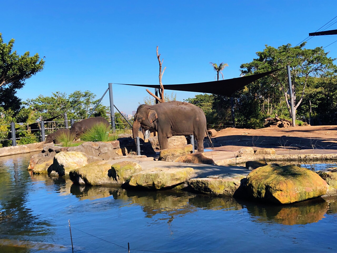 悉尼塔龍加動物園好玩嗎,悉尼塔龍加動物園景點怎麼樣_點評_評價