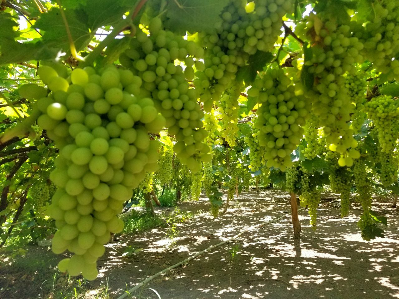 2019葡萄沟游玩攻略,走一圈估计10分钟够了,里面. 【去哪儿攻略】