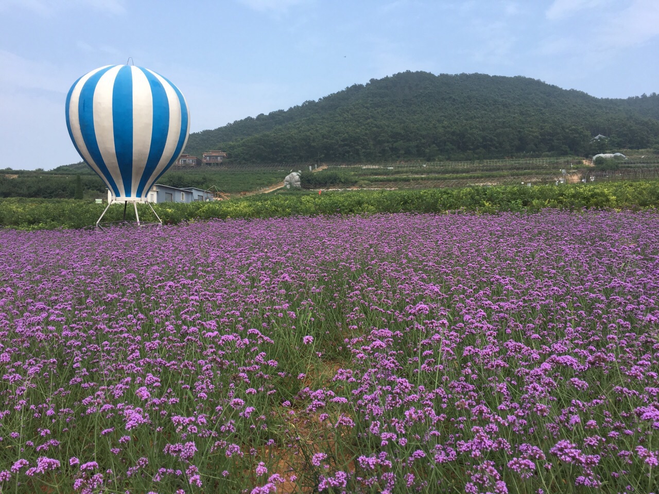 蓝莓谷庄园图片