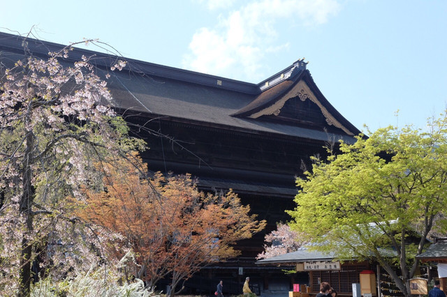 追随旅行青蛙的足迹@长野善光寺【携程氢气球】