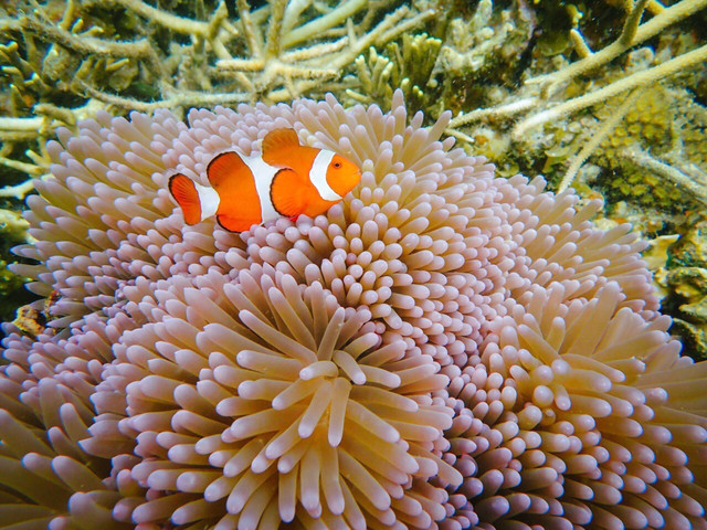 元旦去哪玩 菲律宾珊瑚花园浮潜 对大海上瘾 携程氢气球