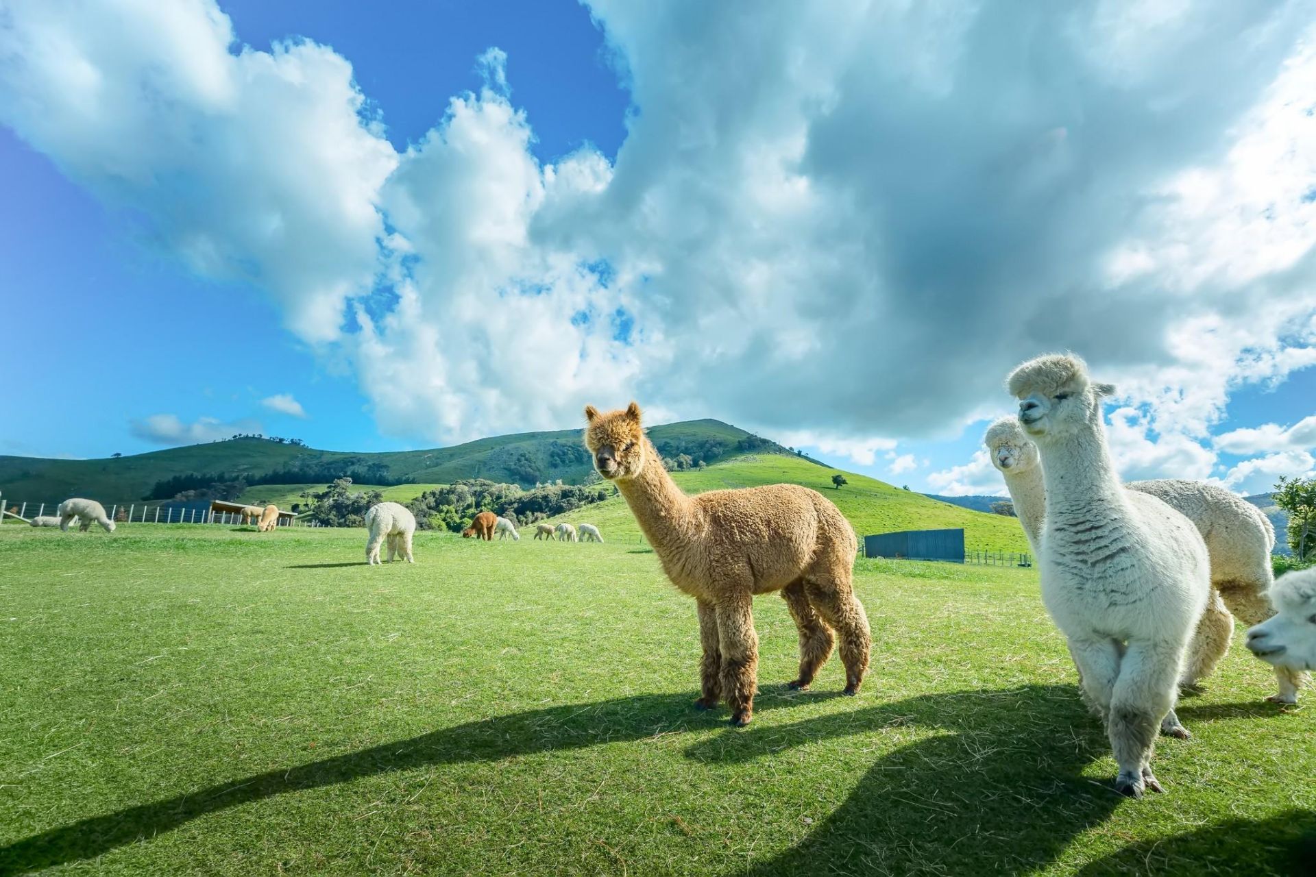 莎玛拉羊驼牧场