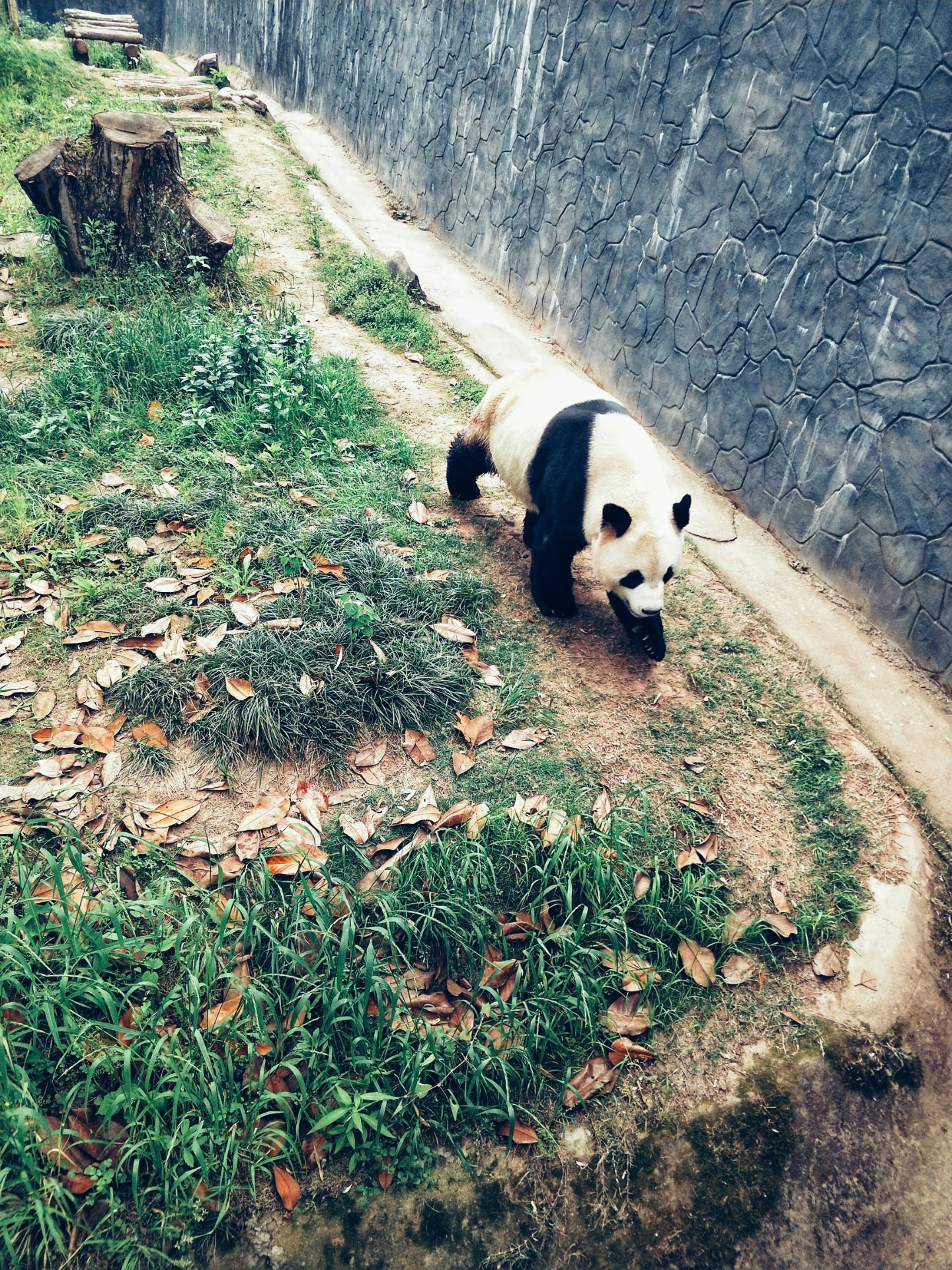 休宁大熊猫生态乐园图片
