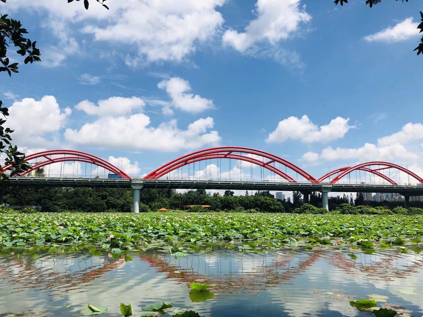 2023洪湖公园游玩攻略,洪湖公园有很多美丽的景色，...【去哪儿攻略】