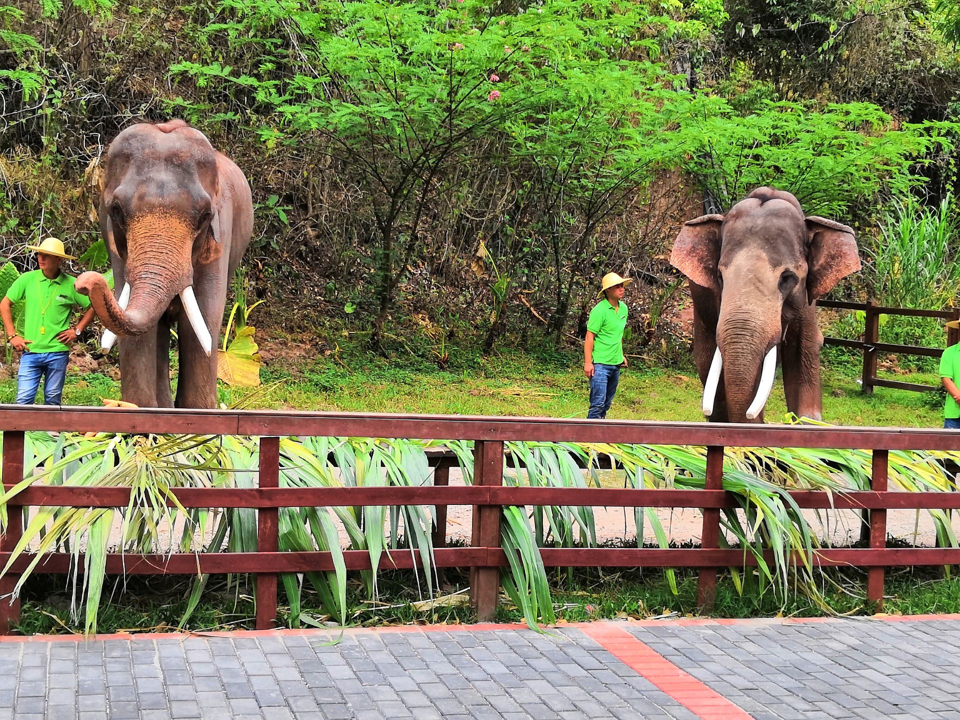环保组织起诉西双版纳野象谷大象表演 景区回应_凤凰网