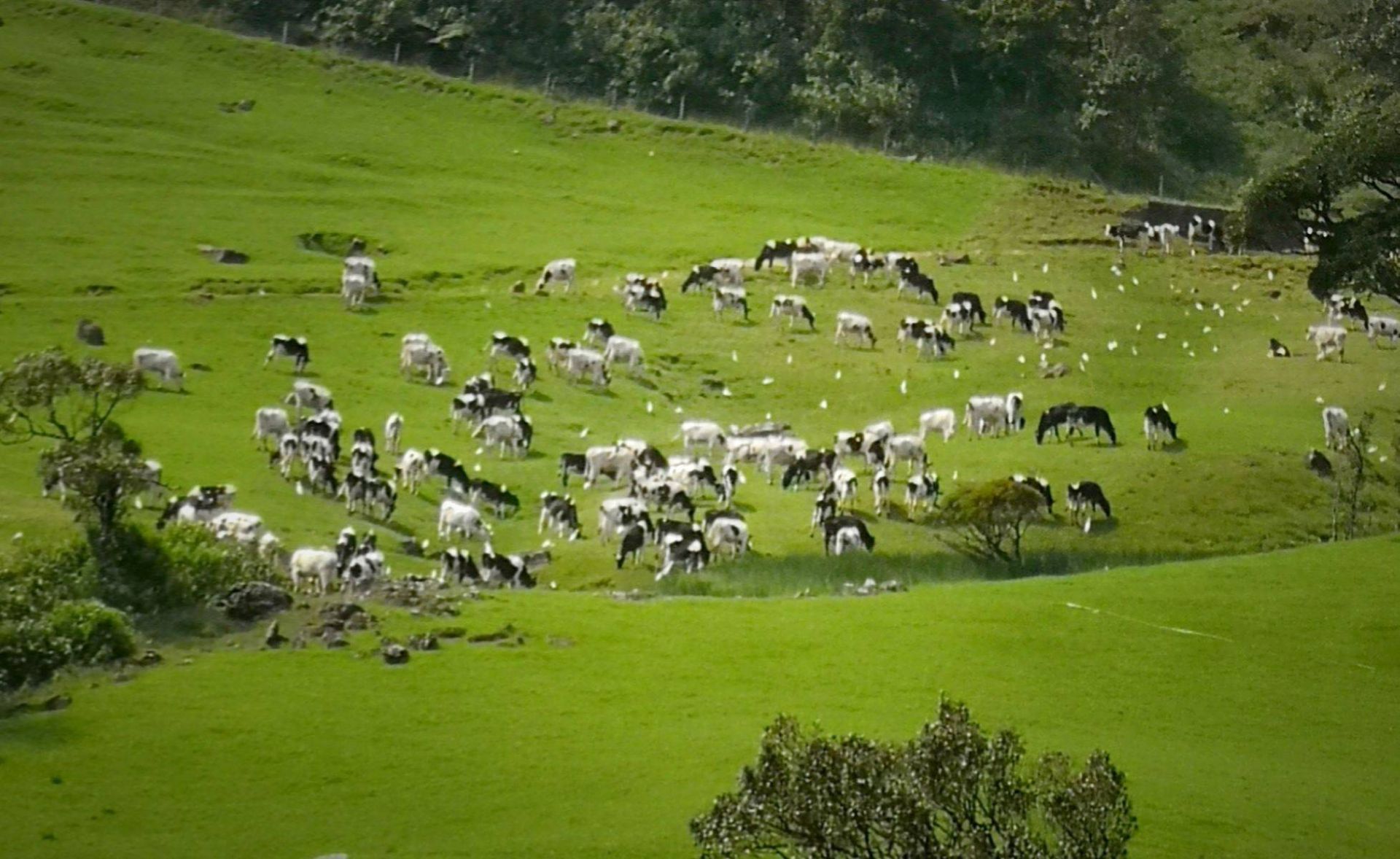 没有疯牛病的新西兰散养牧场，奶牛吃天然牧草产香浓牛奶！_哔哩哔哩_bilibili