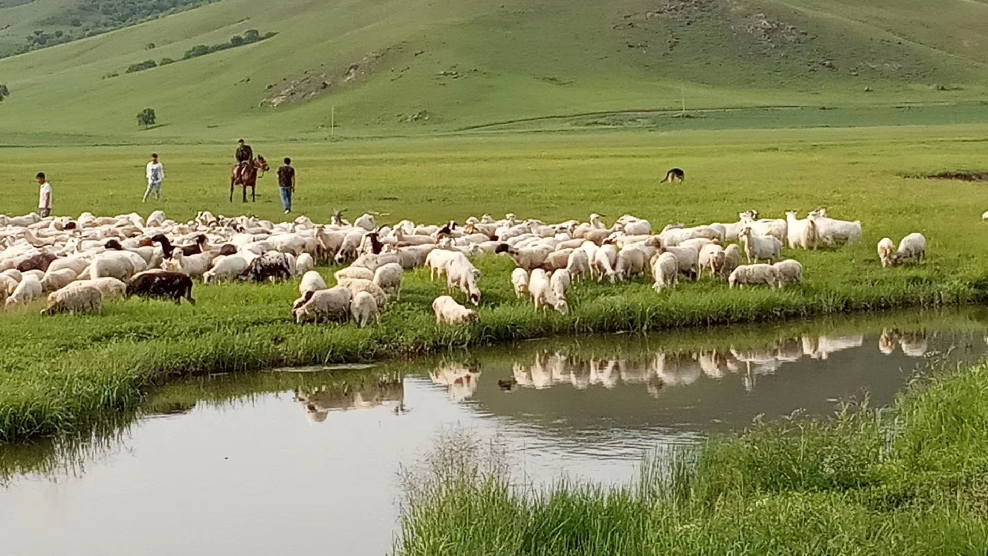 【草原映像】蒙古族摄影家希德日古镜头里的呼伦贝尔大草原
