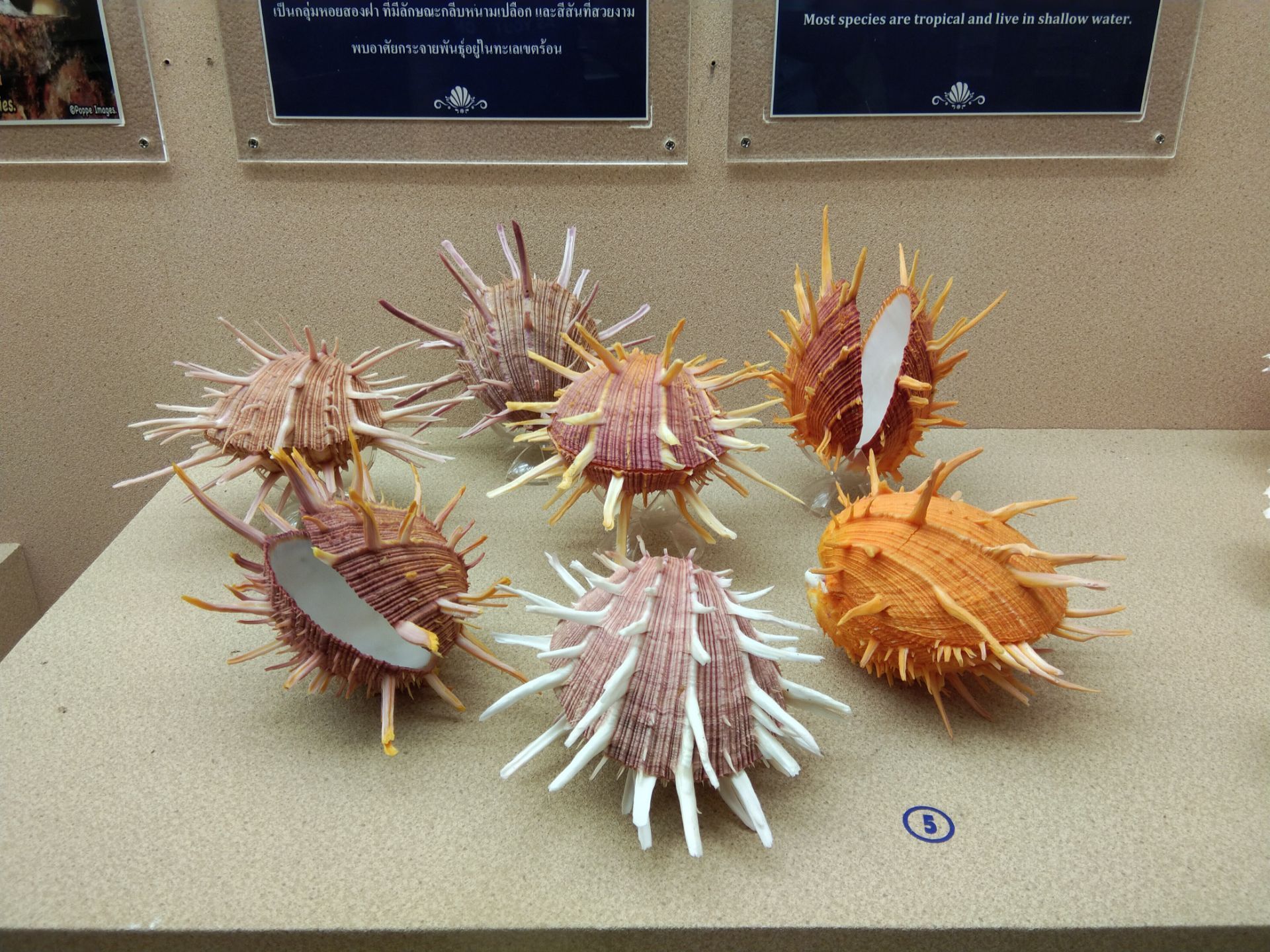 普吉贝壳博物馆