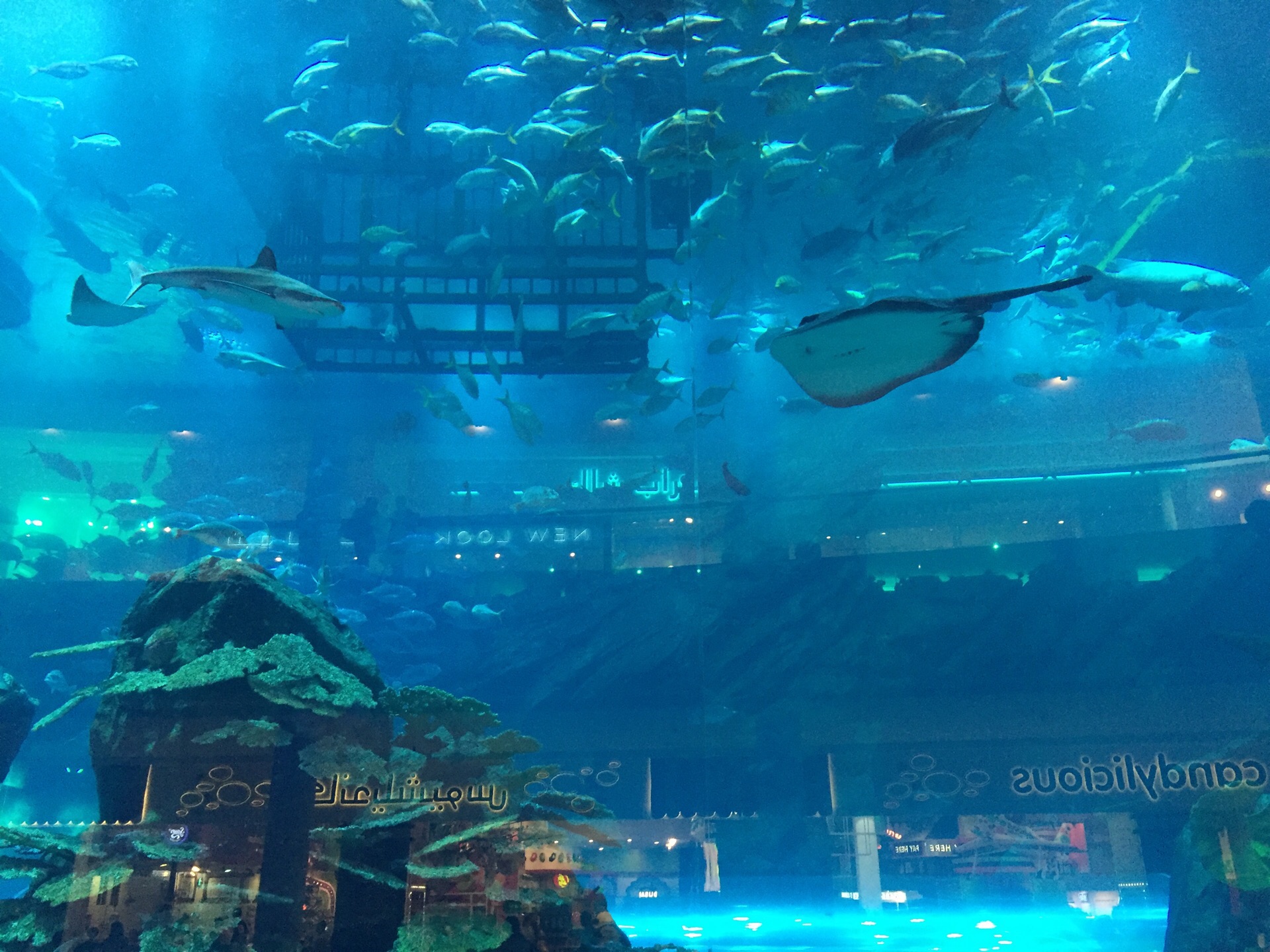 2022迪拜水族馆和水下动物园游玩攻略,充满了梦幻的蓝色水族馆鱼儿...【去哪儿攻略】