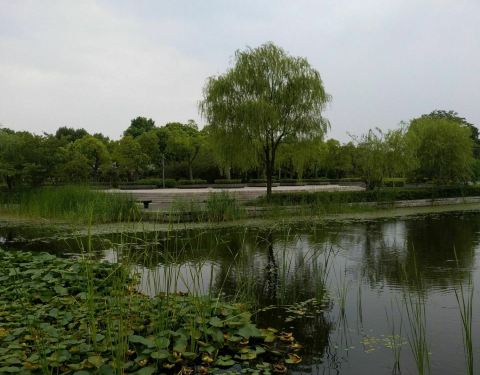 100s170000012m4nl8837_C_480_375.jpg