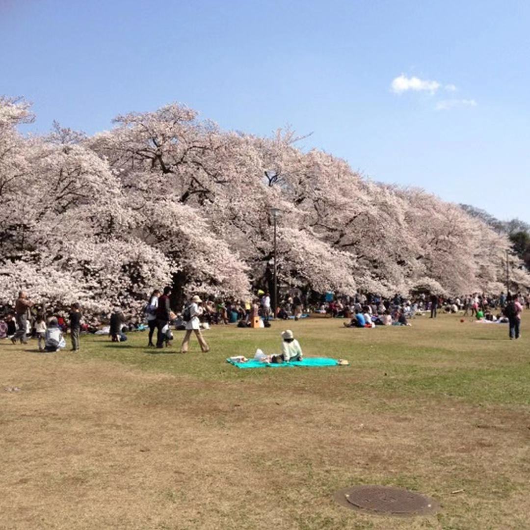 小金井公园koganei park