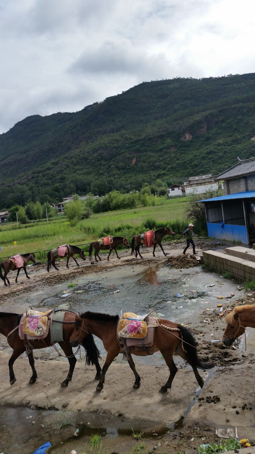 拉市海达人马场