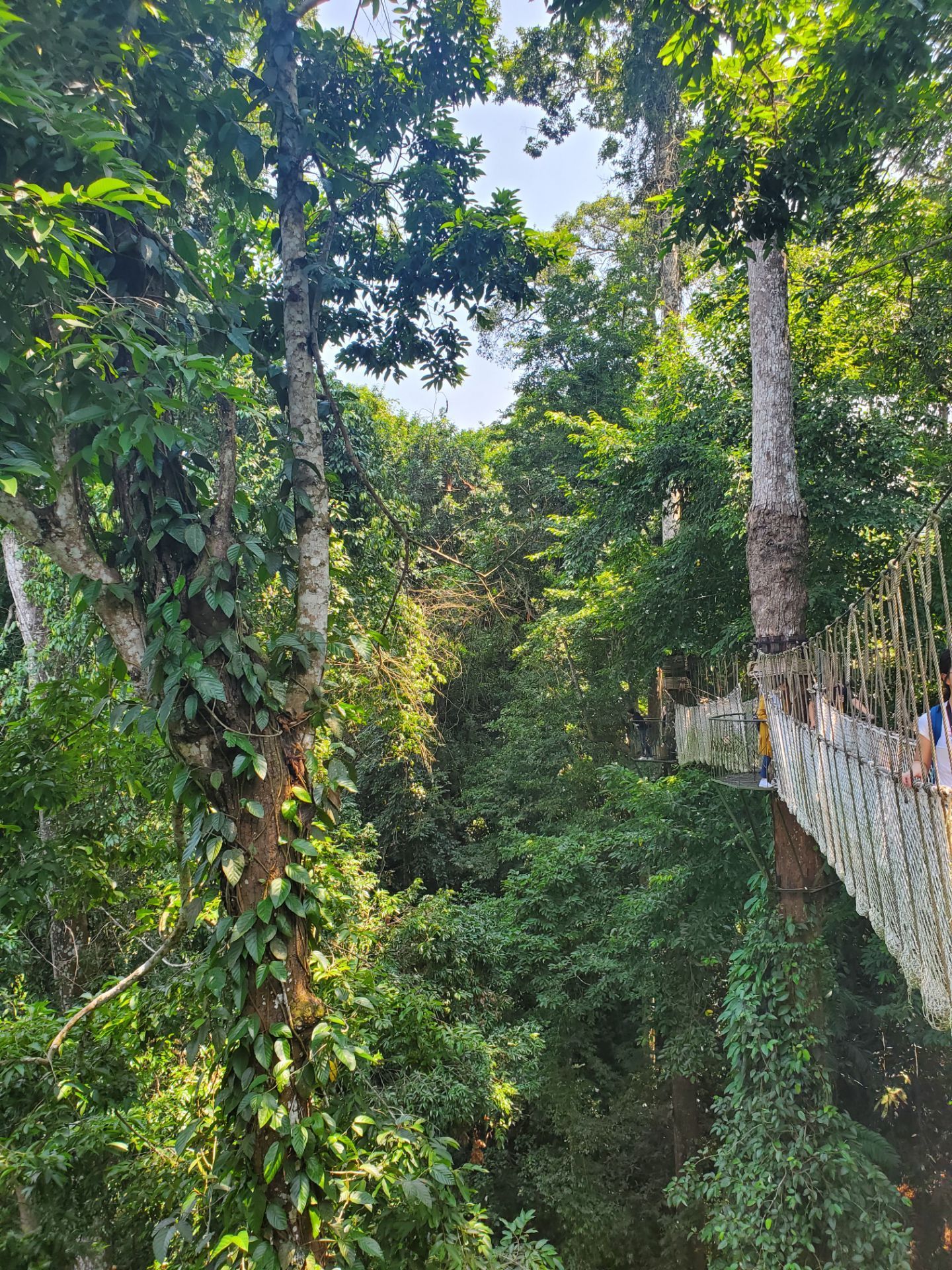 西雙版納熱帶雨林國家公園望天樹景區