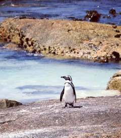 [开普敦游记图片] 南非开普敦 5天4夜自驾游 - 企鹅岛