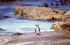 开普敦游记图片] 南非开普敦 5天4夜自驾游 - 企鹅岛