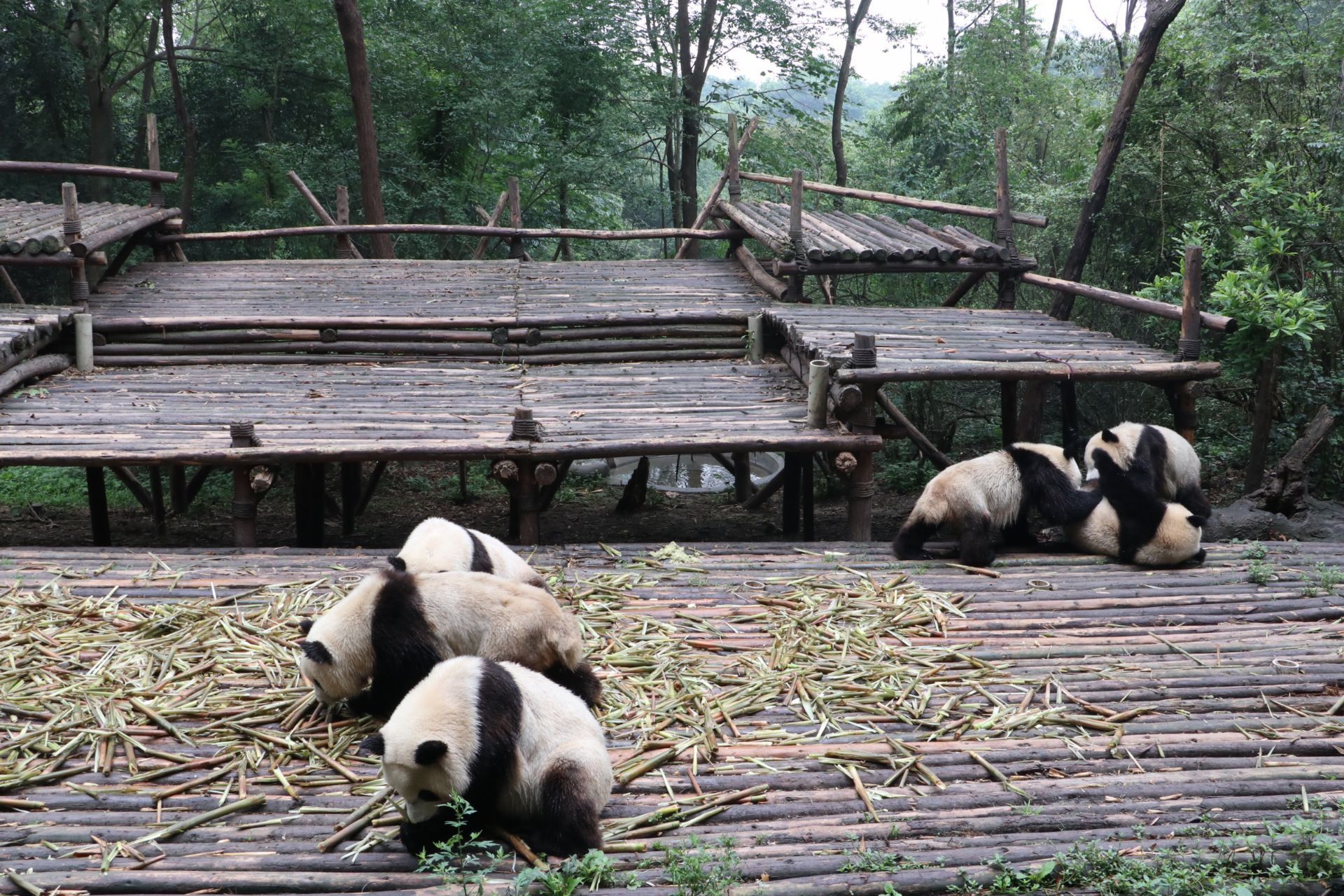 成都大熊猫繁育研究基地