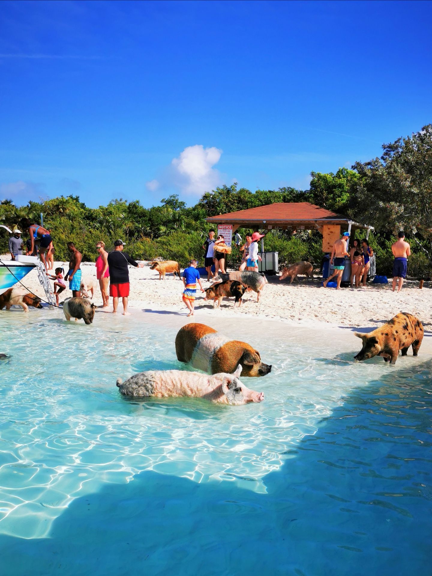 2023猪岛游玩攻略,乘快艇从拿骚出发大约一个多.【去哪儿攻略】