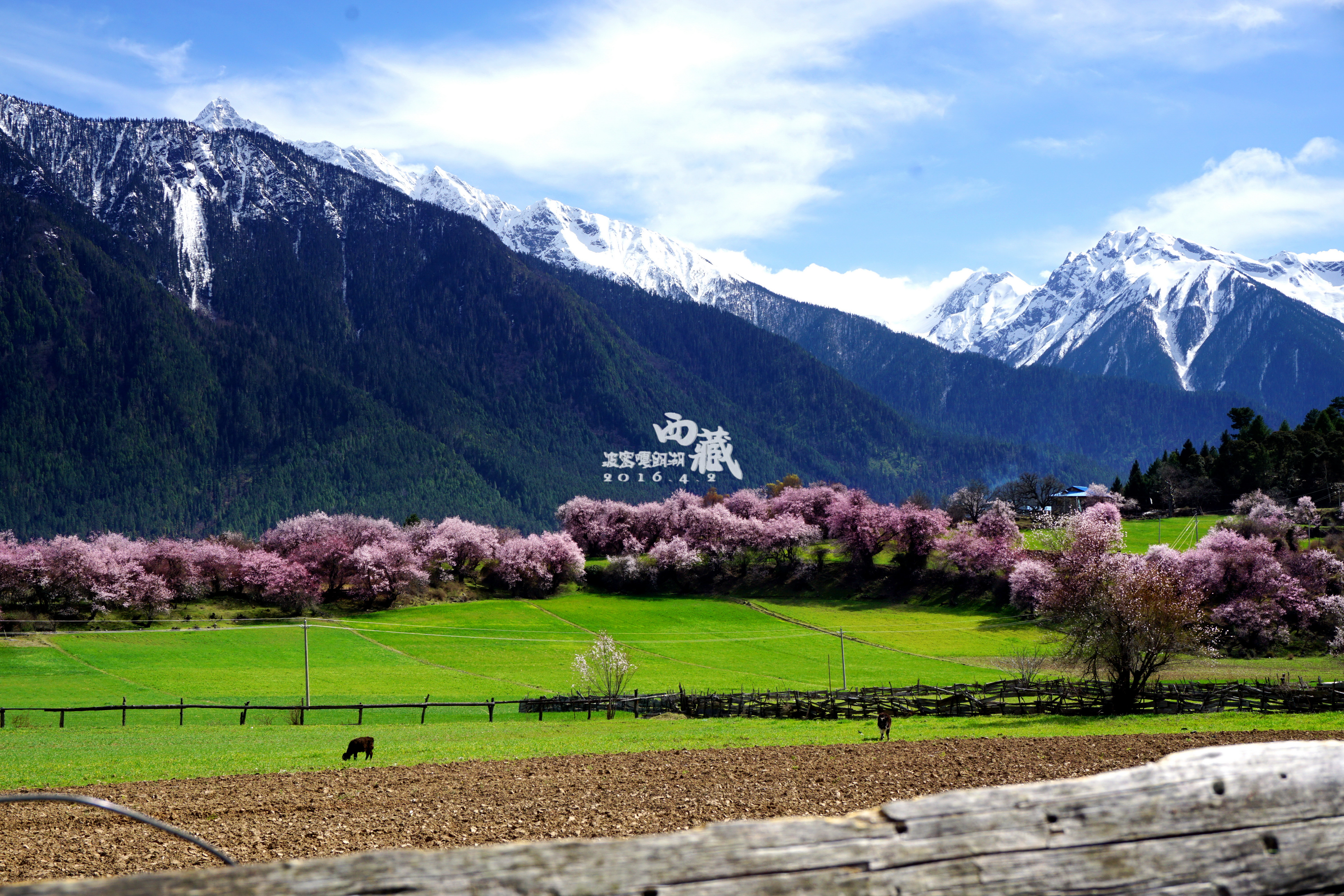 波密嘎朗湖景区好玩吗,波密嘎朗湖景区景点怎么样_点评_评价【携程