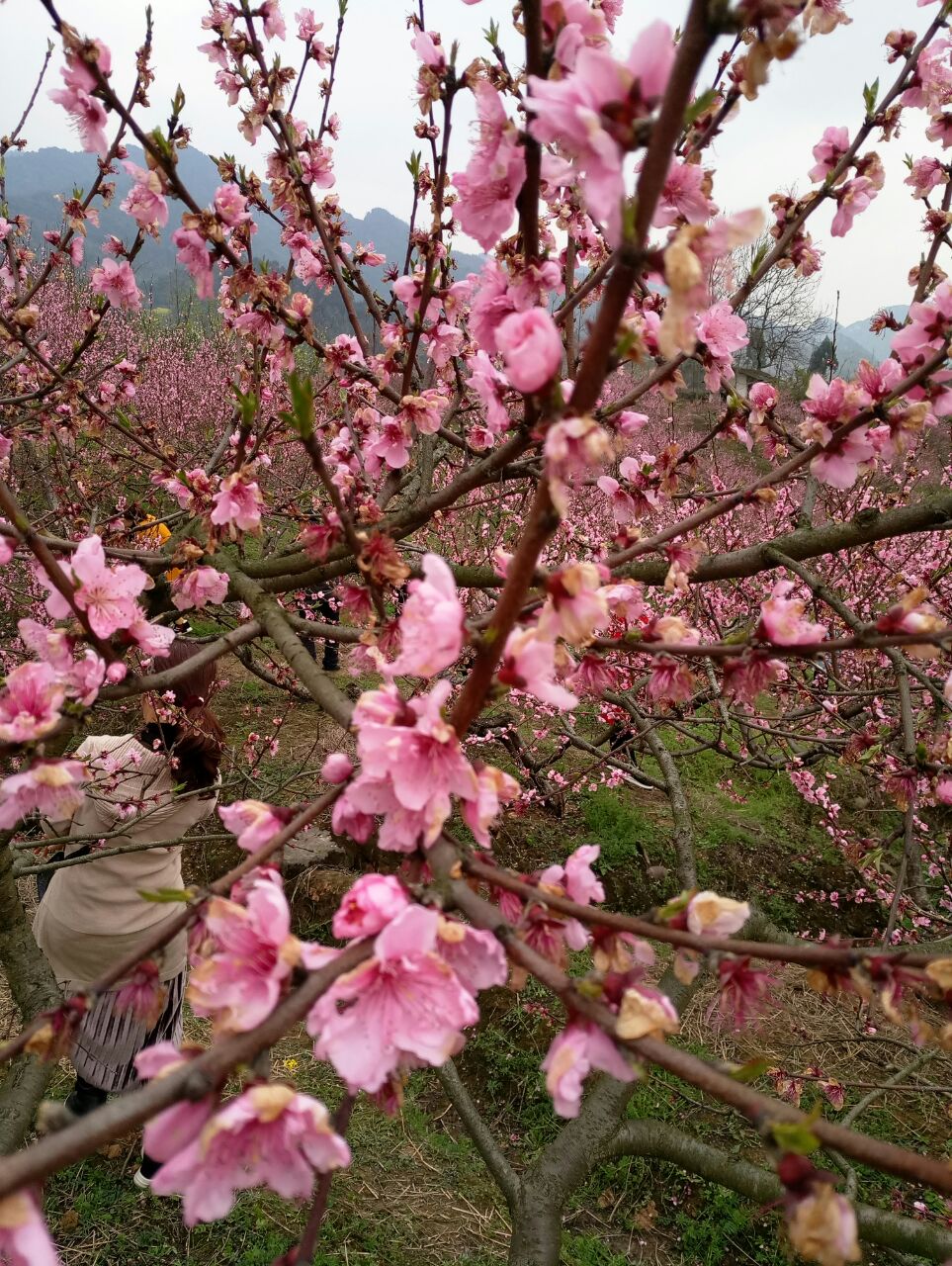 龍泉驛區的桃花故里,桃花開沒