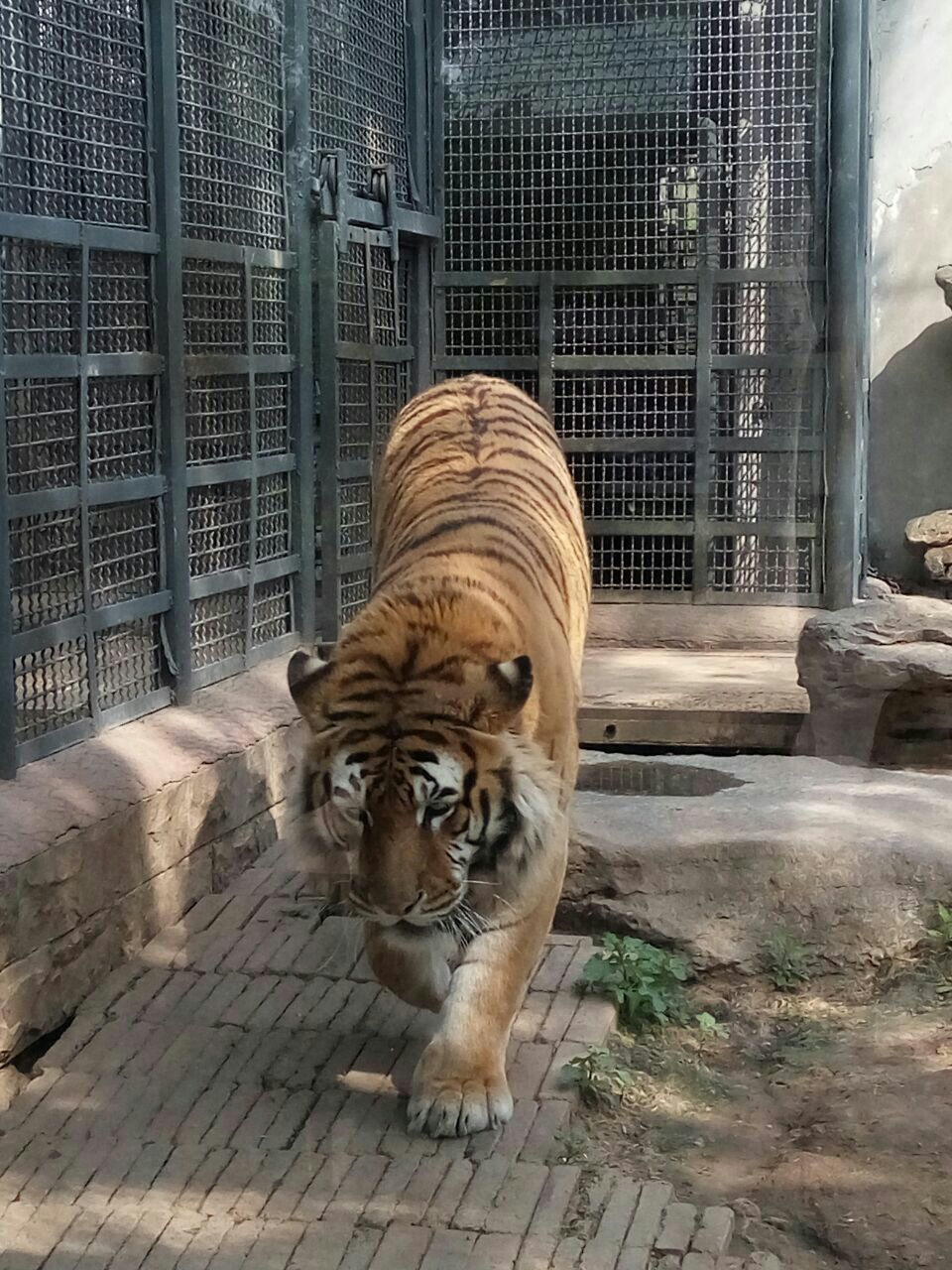 濟南動物園jinan zoo