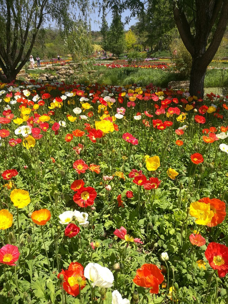 2018英歌石植物園_旅遊攻略_門票_地址_遊記點評,旅順旅遊景點推薦