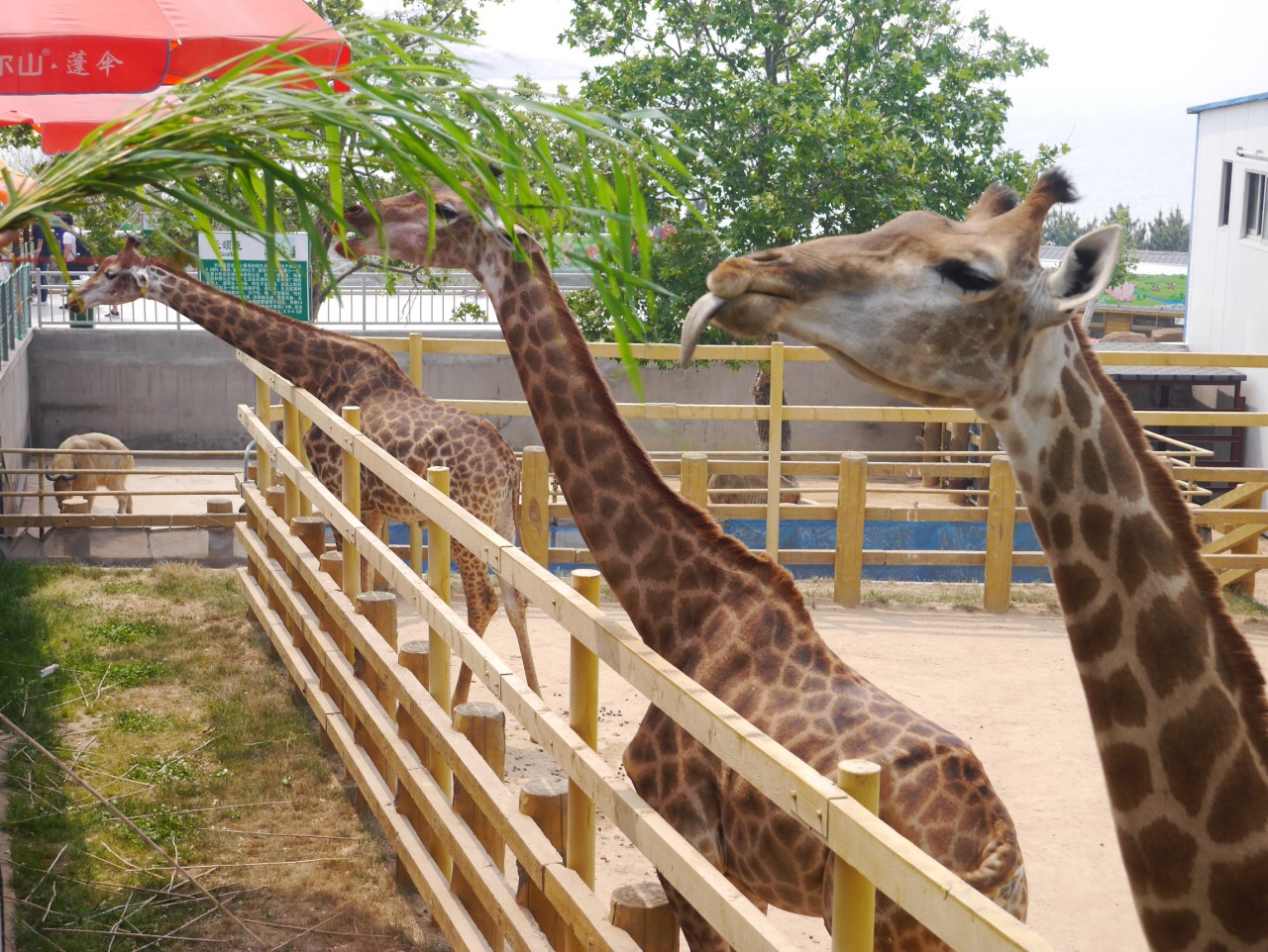 西霞口神鵰山野生動物園