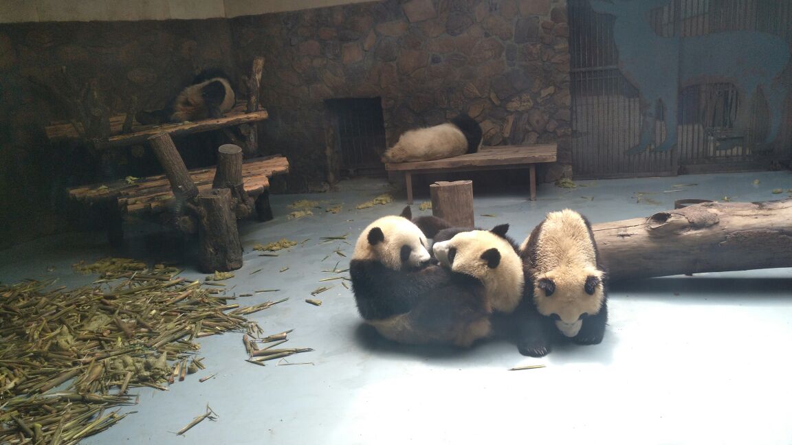 成都动物园
